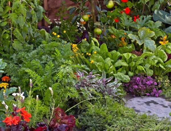 Enhance Your Vegetable Growth by Companion Planting with Edible Flowers