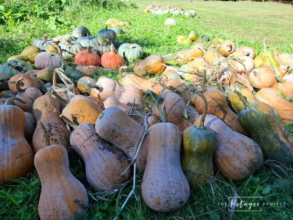 glut of butternut pumpkins I grew this year, one of the benefits of preserving food is no waste