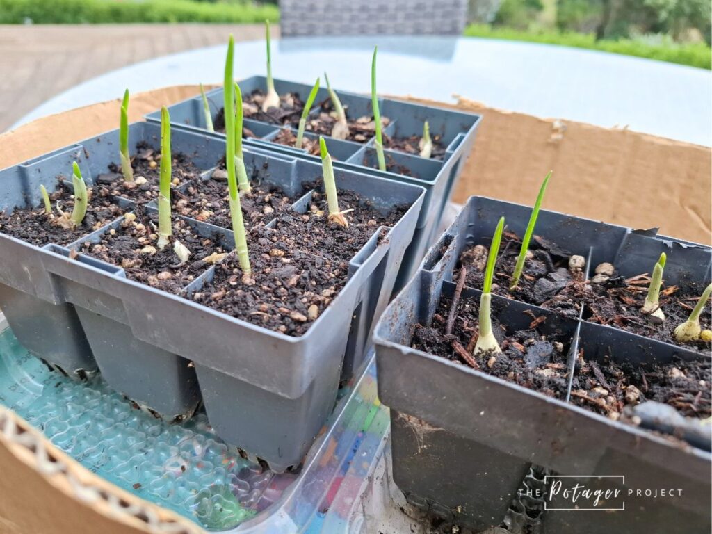 growing garlic bulbs on a windowsill indoors