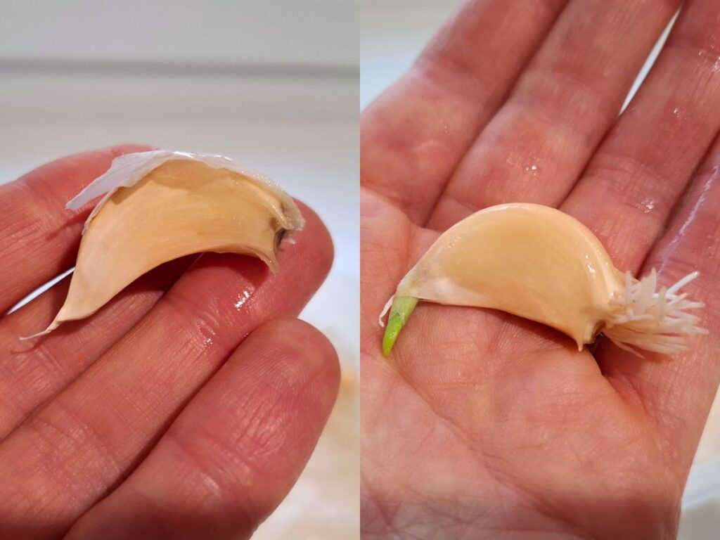 growing garlic from bulb before and 3 days later