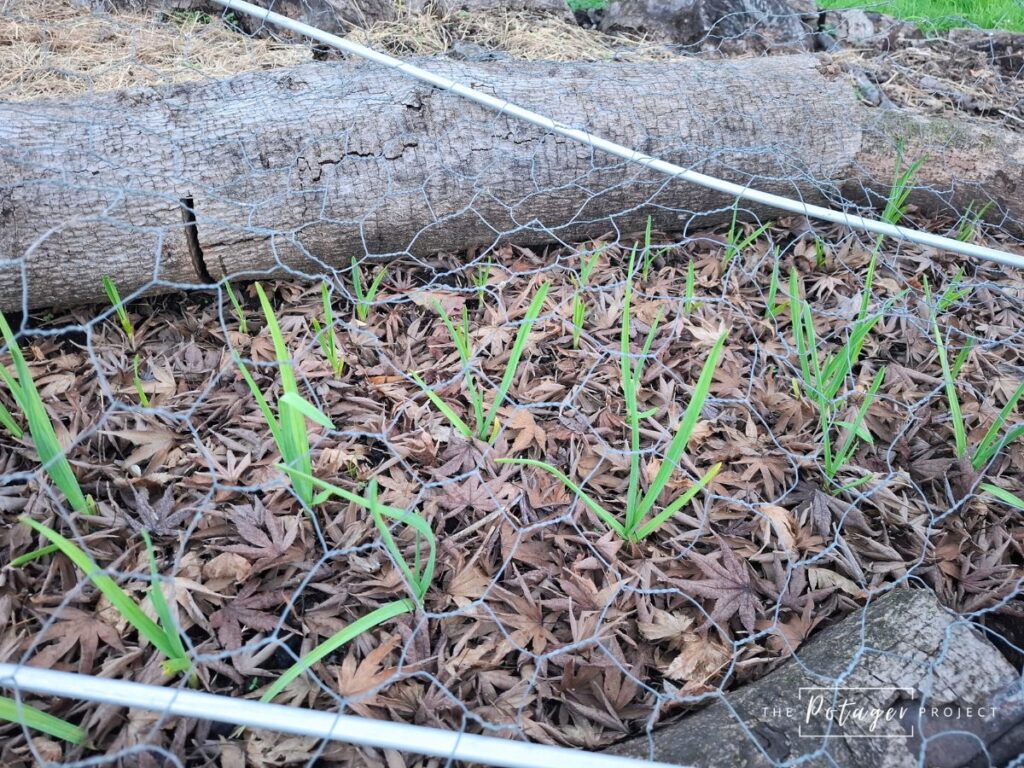 using bird netting to protect your garlic bulbs from the supermarket