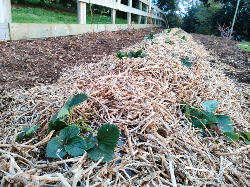 mulching strawberries is one of our spring gardening tips