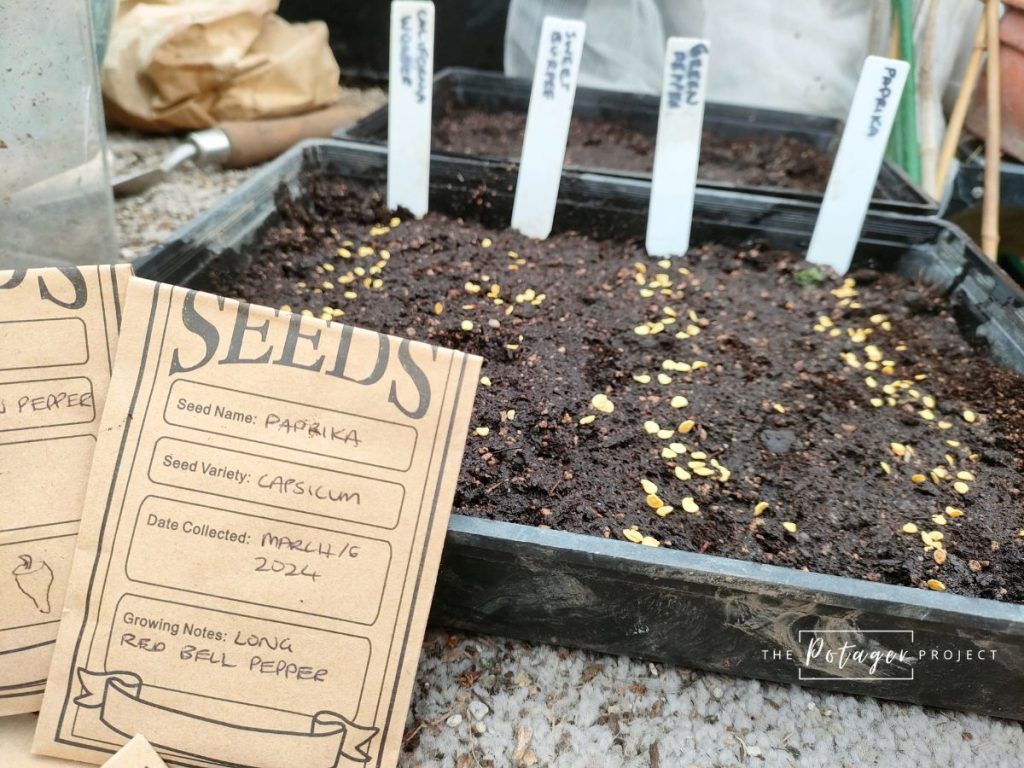 planting seeds in seed raising mix