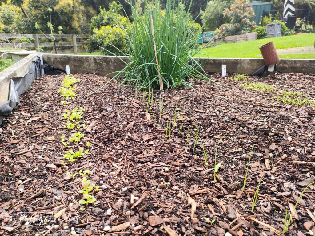 small seedlings planted in fresh potting mix is on the spring garden checklist