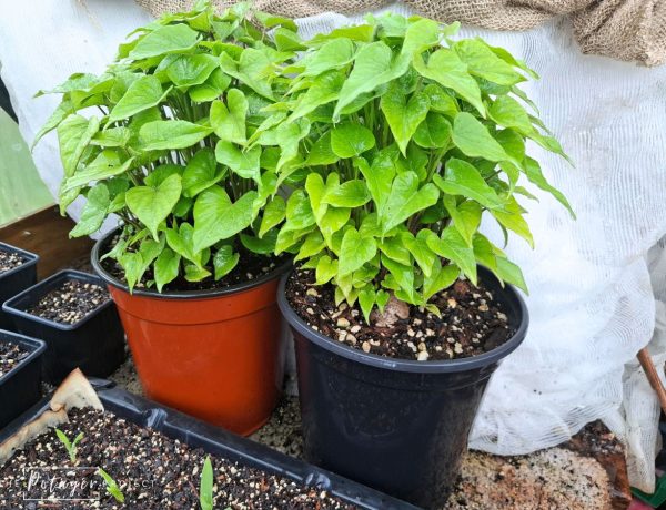 10 weeks after planting sweet potatoes in the soil. This is the soil method of how to grow sweet potato slips