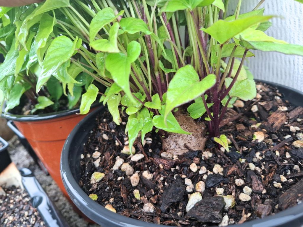 closeup of kumara slips growing from the mother sweet potato