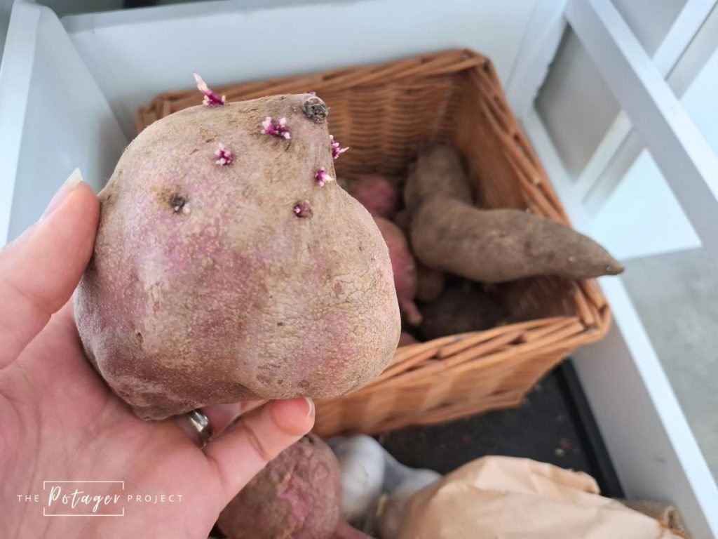 me choosing the best kumara to grow slips from my potato basket