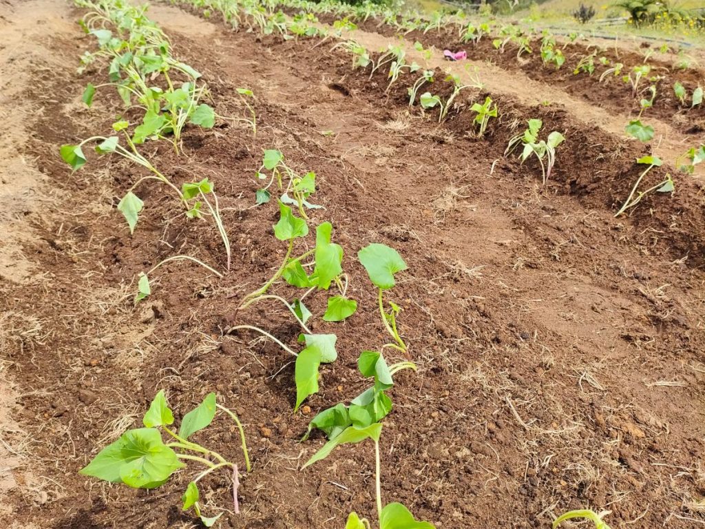 my rows of mounded kumara showing how to plant sweet potato slips
