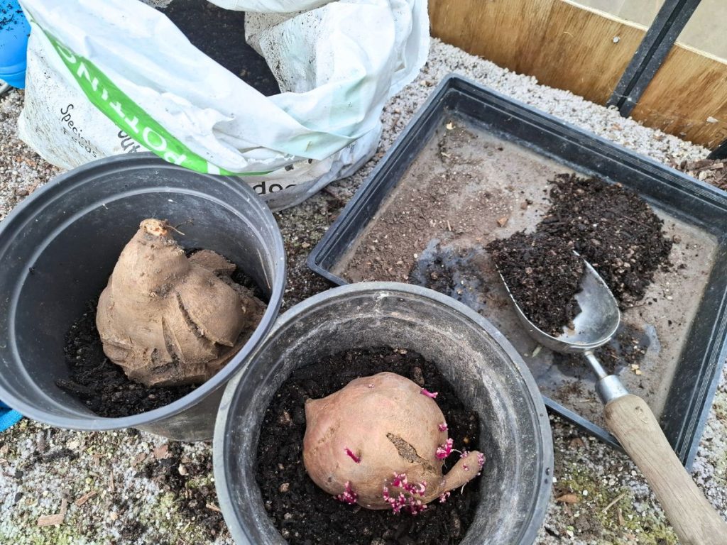 showing How to Plant Sweet Potatoes Slips in a pot using potting mix