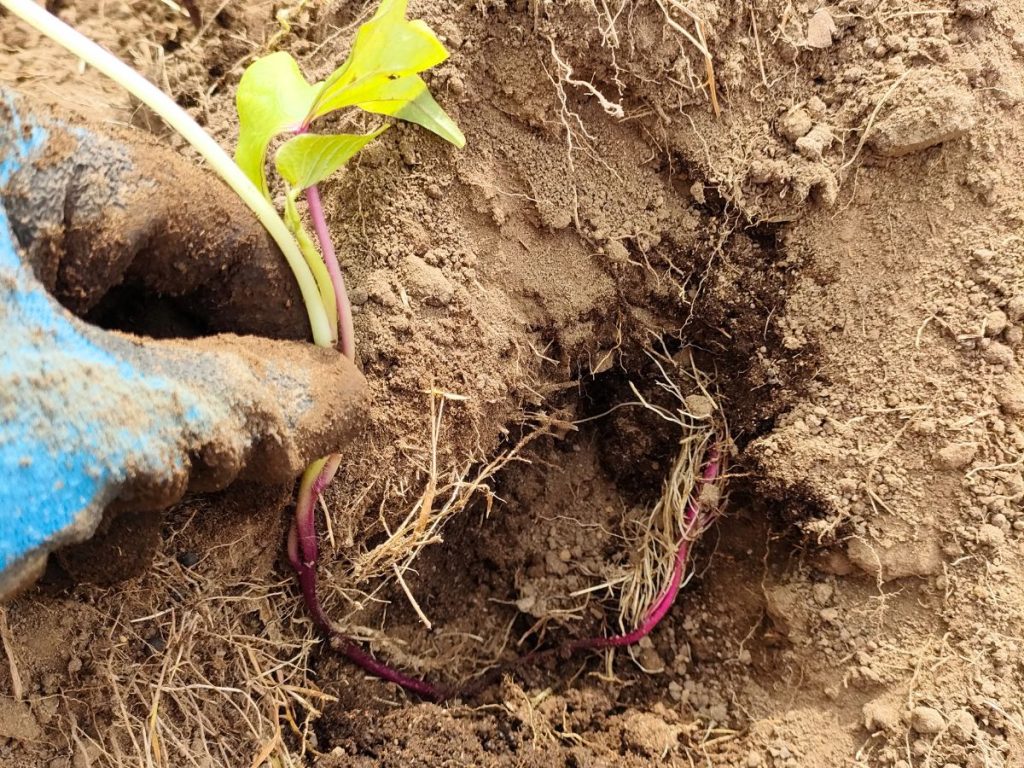 showing how to plant sweet potato in a J