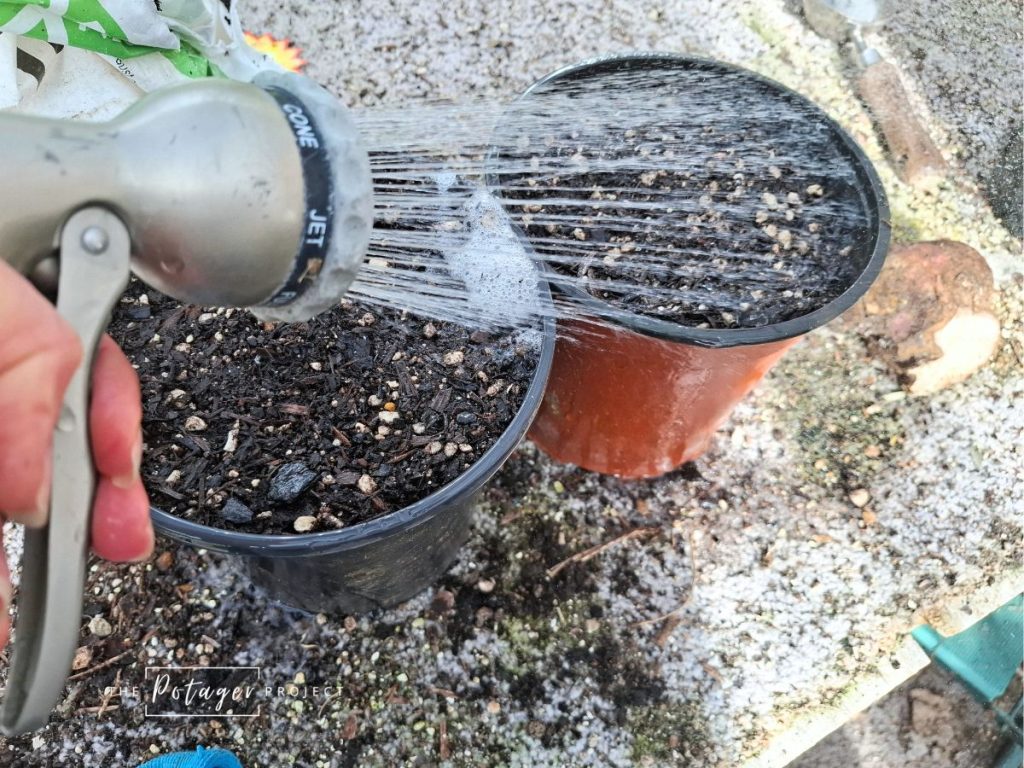 watering our pots of potting mix is key when learning how to grow kumara slips